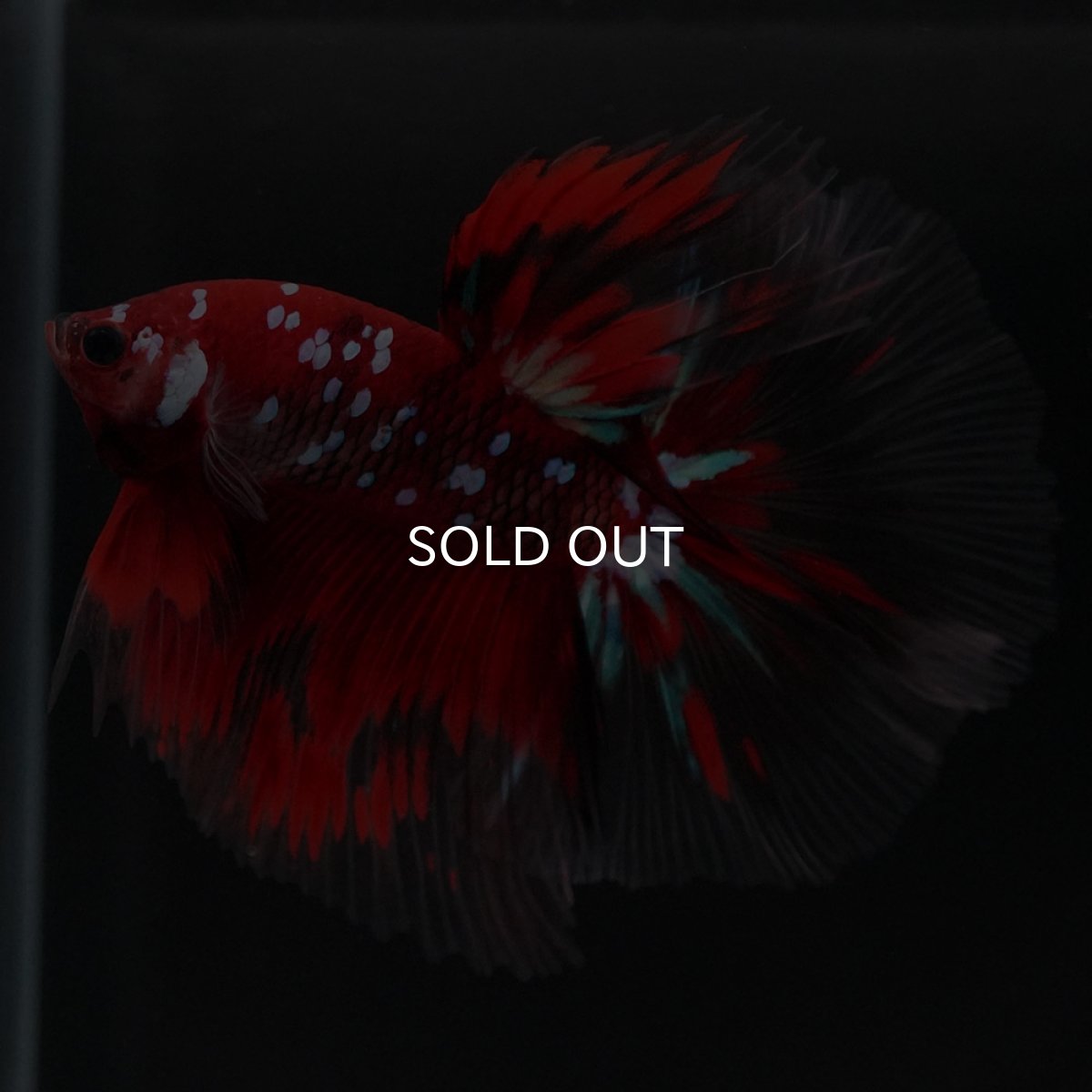 画像3: HM 鯉ギャラクシー (3)