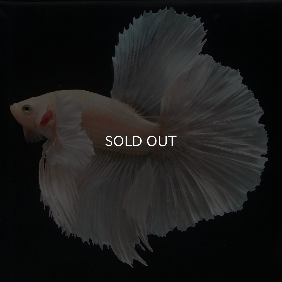 画像7: HMダンボ イエローゴールド (7)