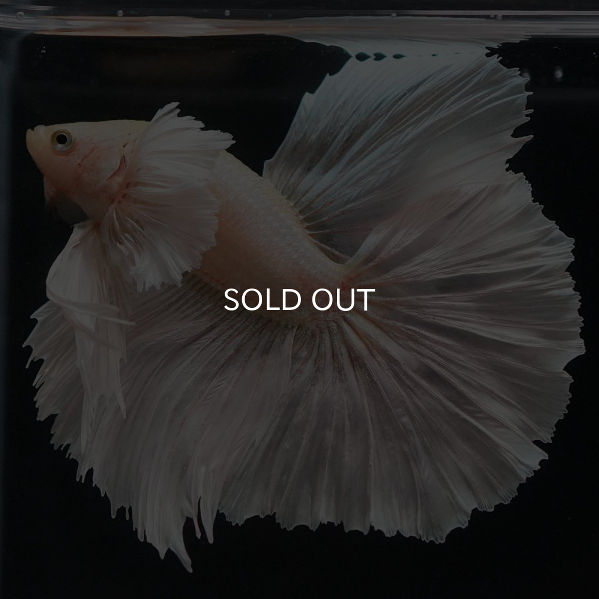 画像6: HMダンボ イエローゴールド (6)