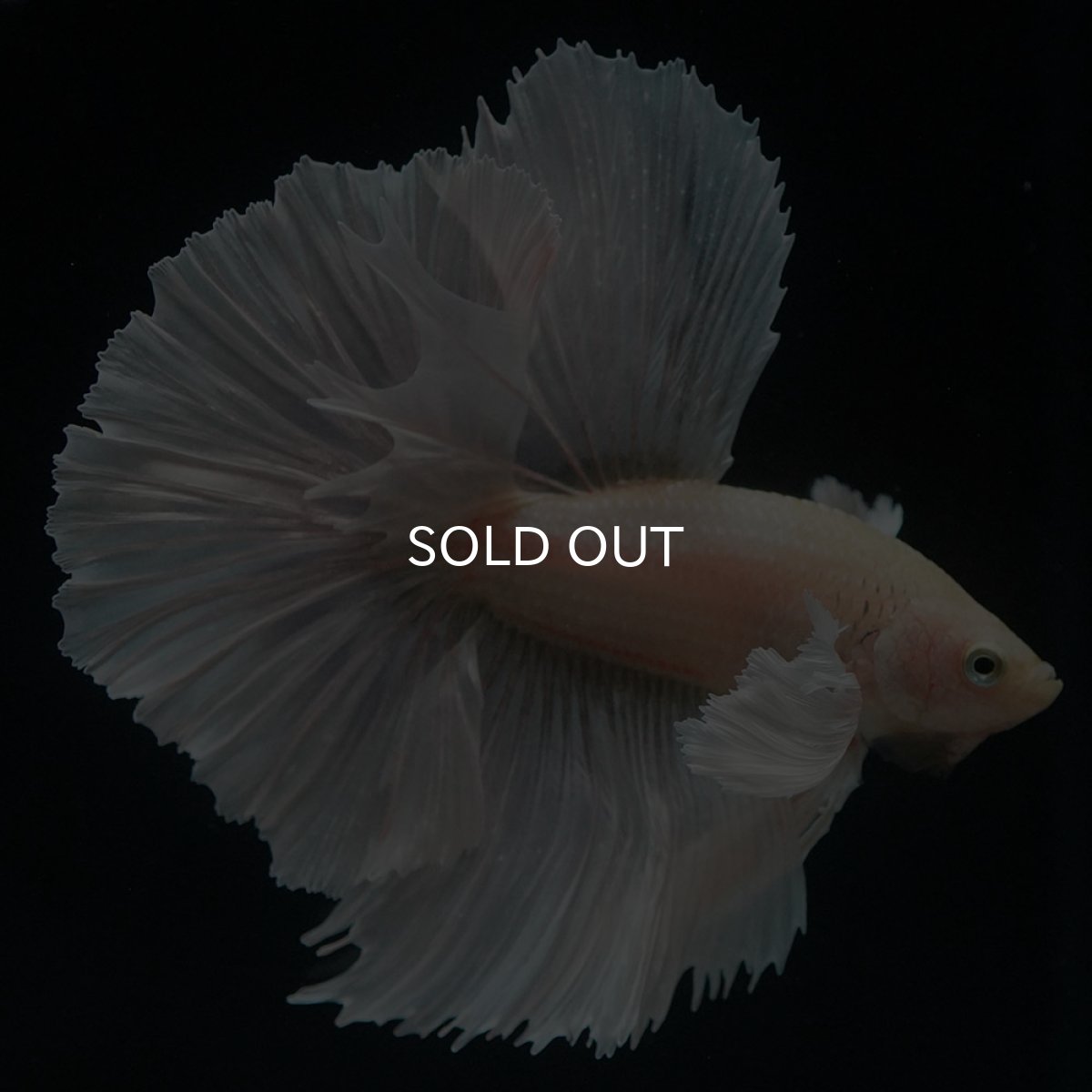 画像5: HMダンボ イエローゴールド (5)