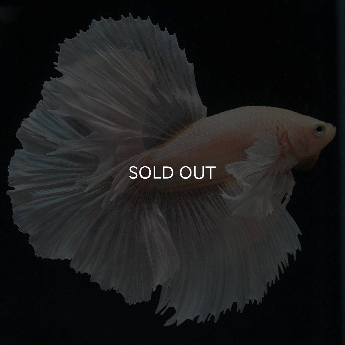 画像3: HMダンボ イエローゴールド (3)