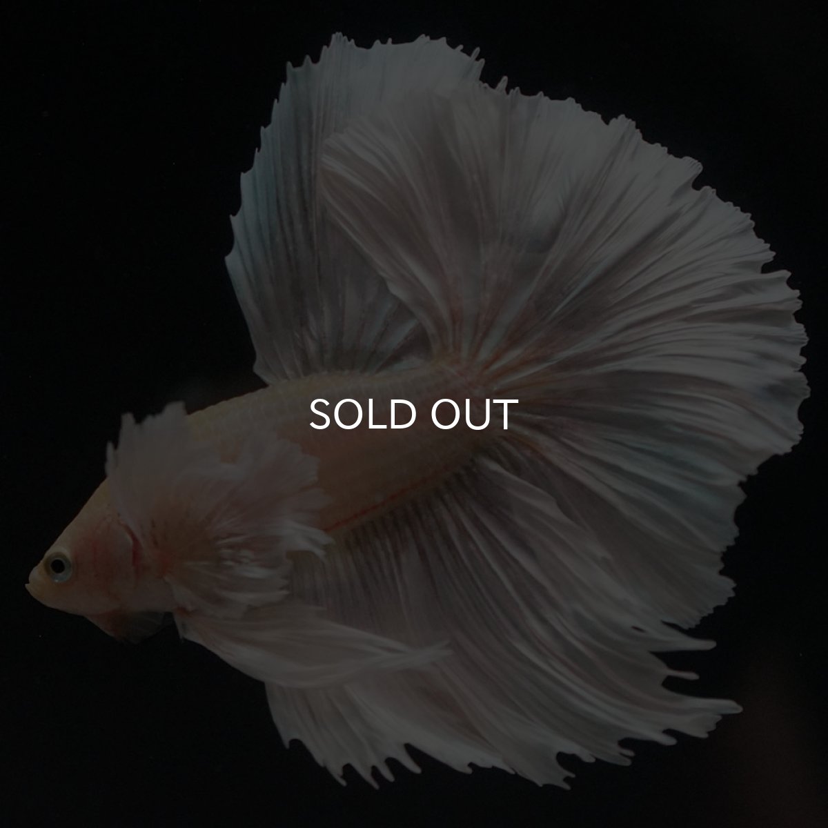 画像4: HMダンボ イエローゴールド (4)