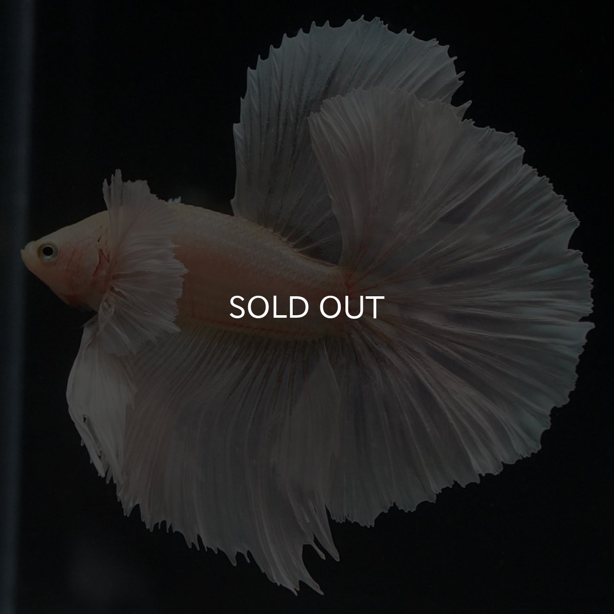 画像2: HMダンボ イエローゴールド (2)