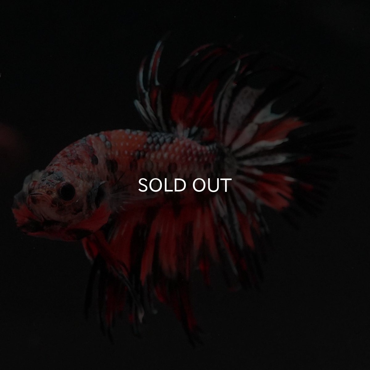 画像6: CT キャンディカッパー (6)