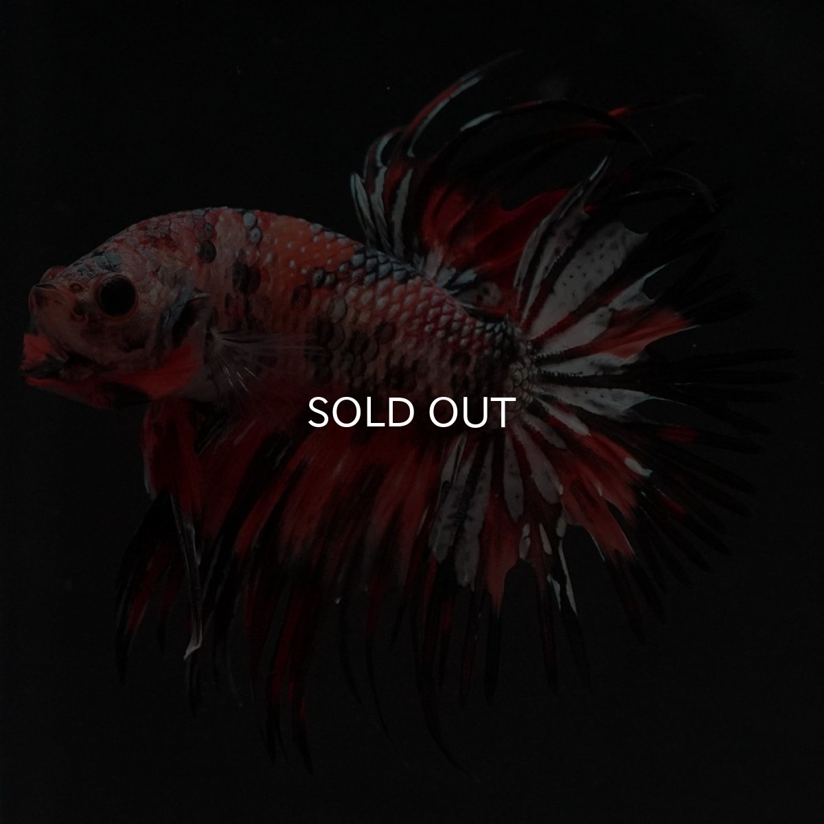 画像2: CT キャンディカッパー (2)