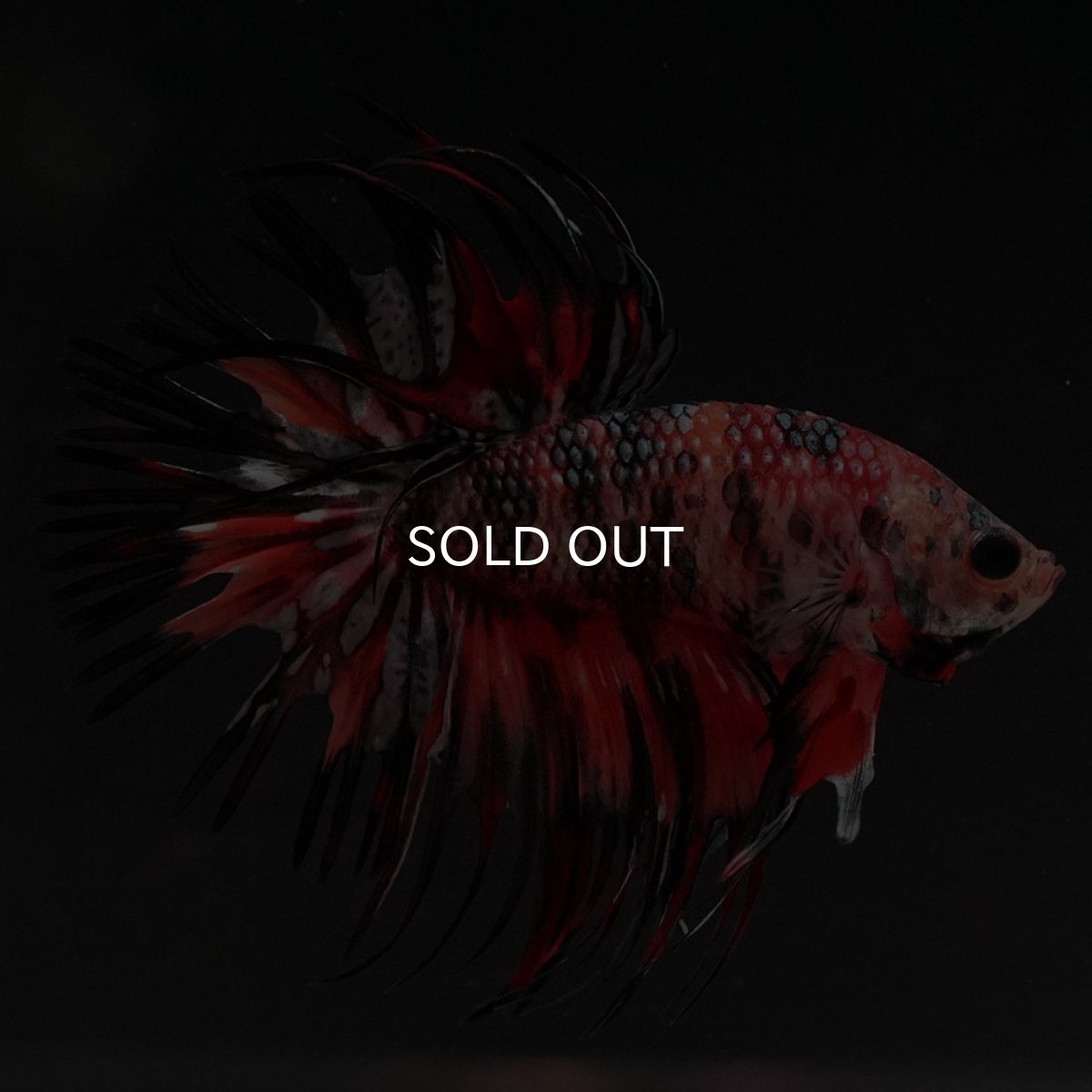 画像7: CT キャンディカッパー (7)