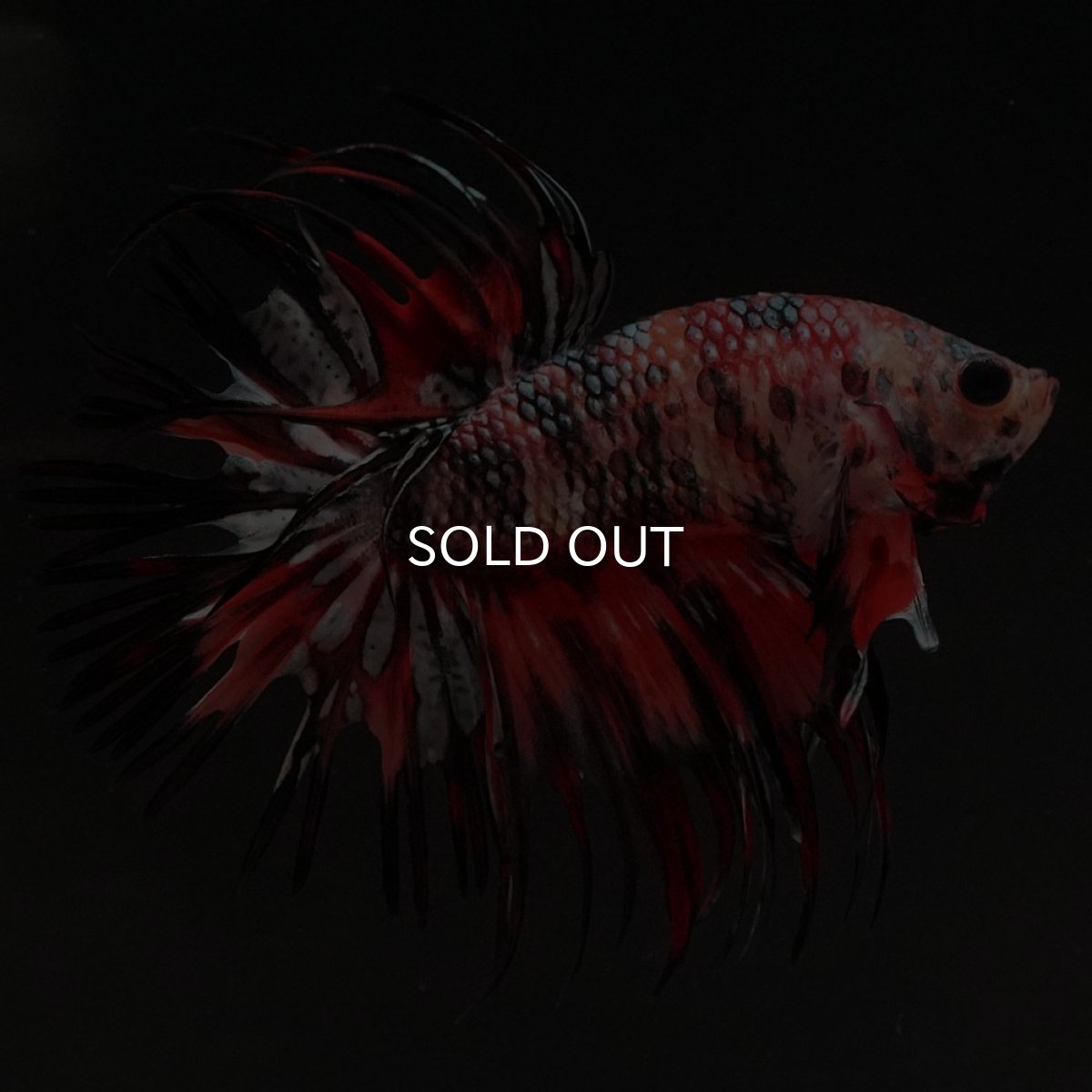 画像5: CT キャンディカッパー (5)