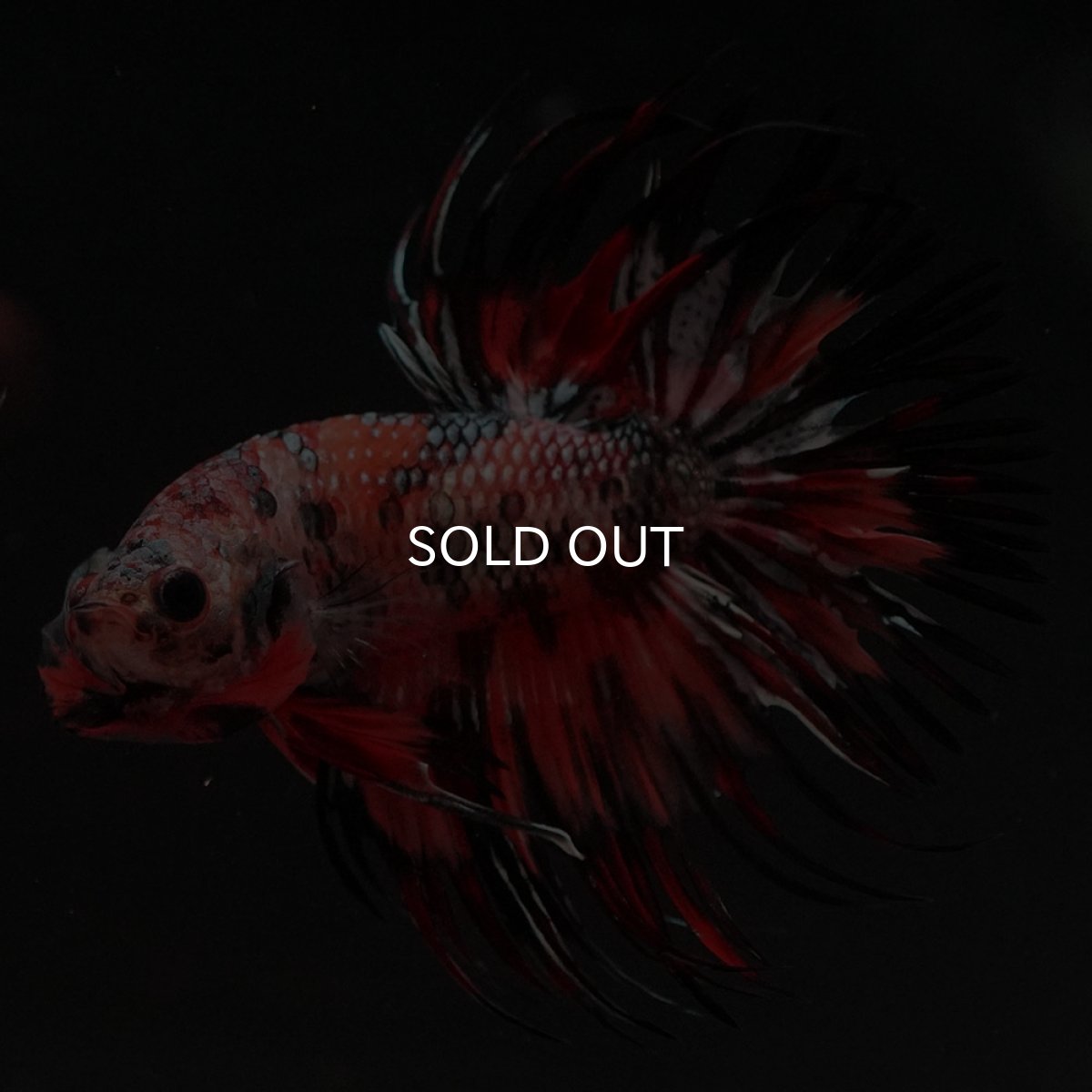 画像4: CT キャンディカッパー (4)