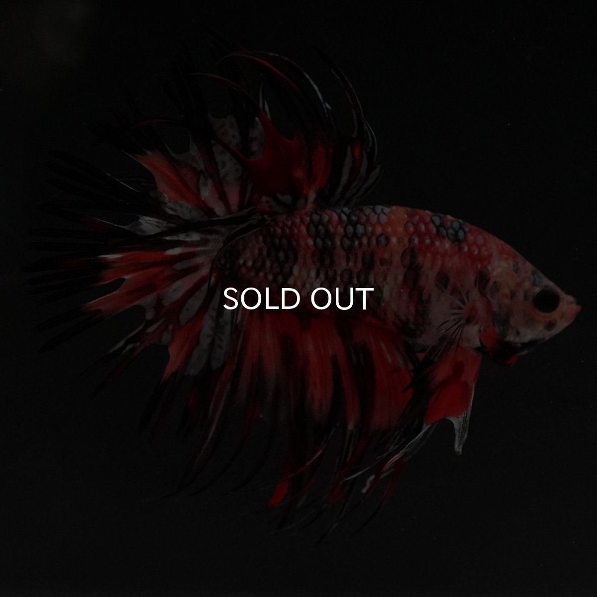 画像3: CT キャンディカッパー (3)