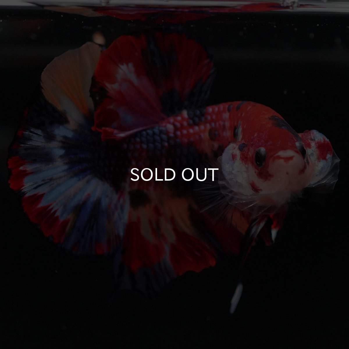 画像6: HMPK キャンディ (6)