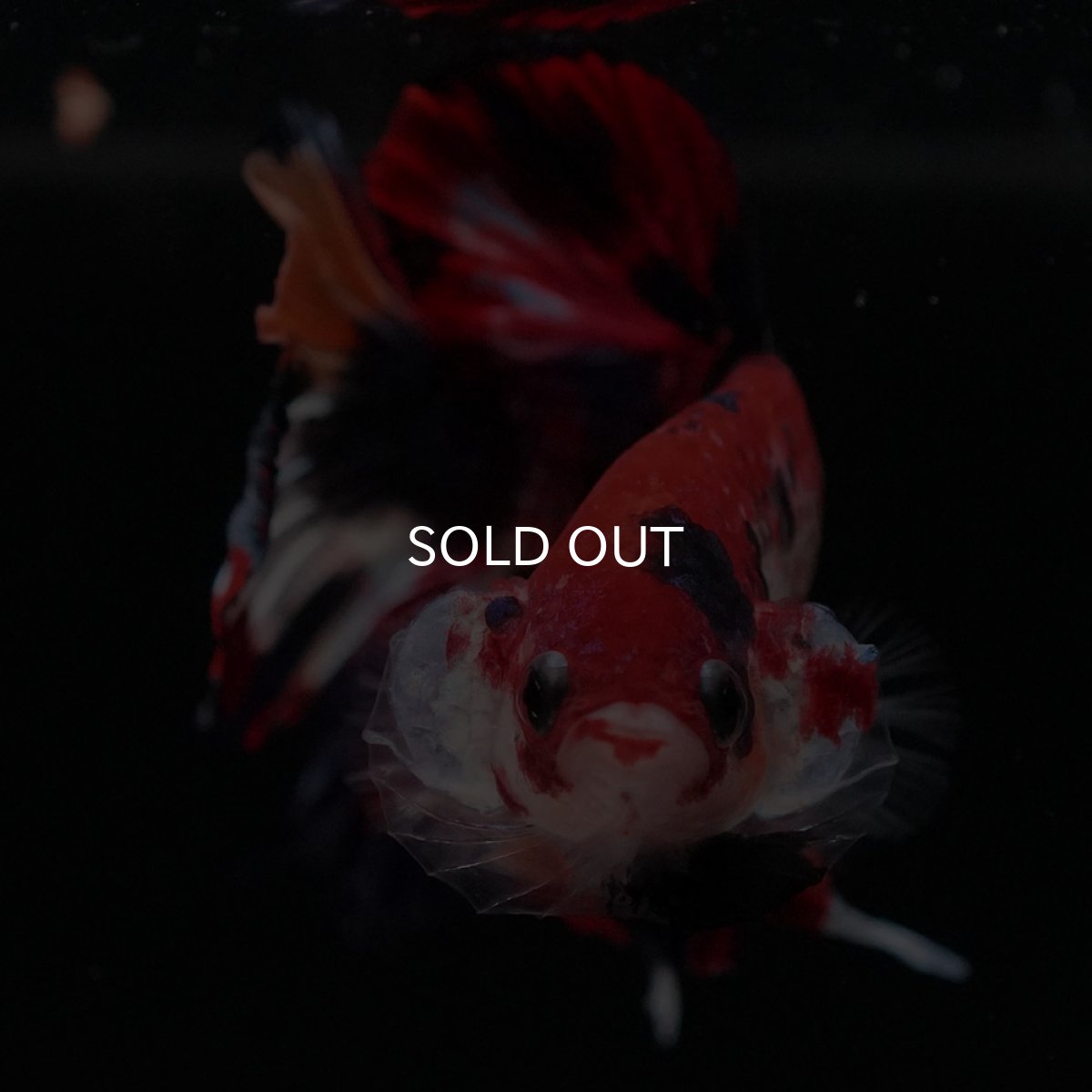 画像3: HMPK キャンディ (3)