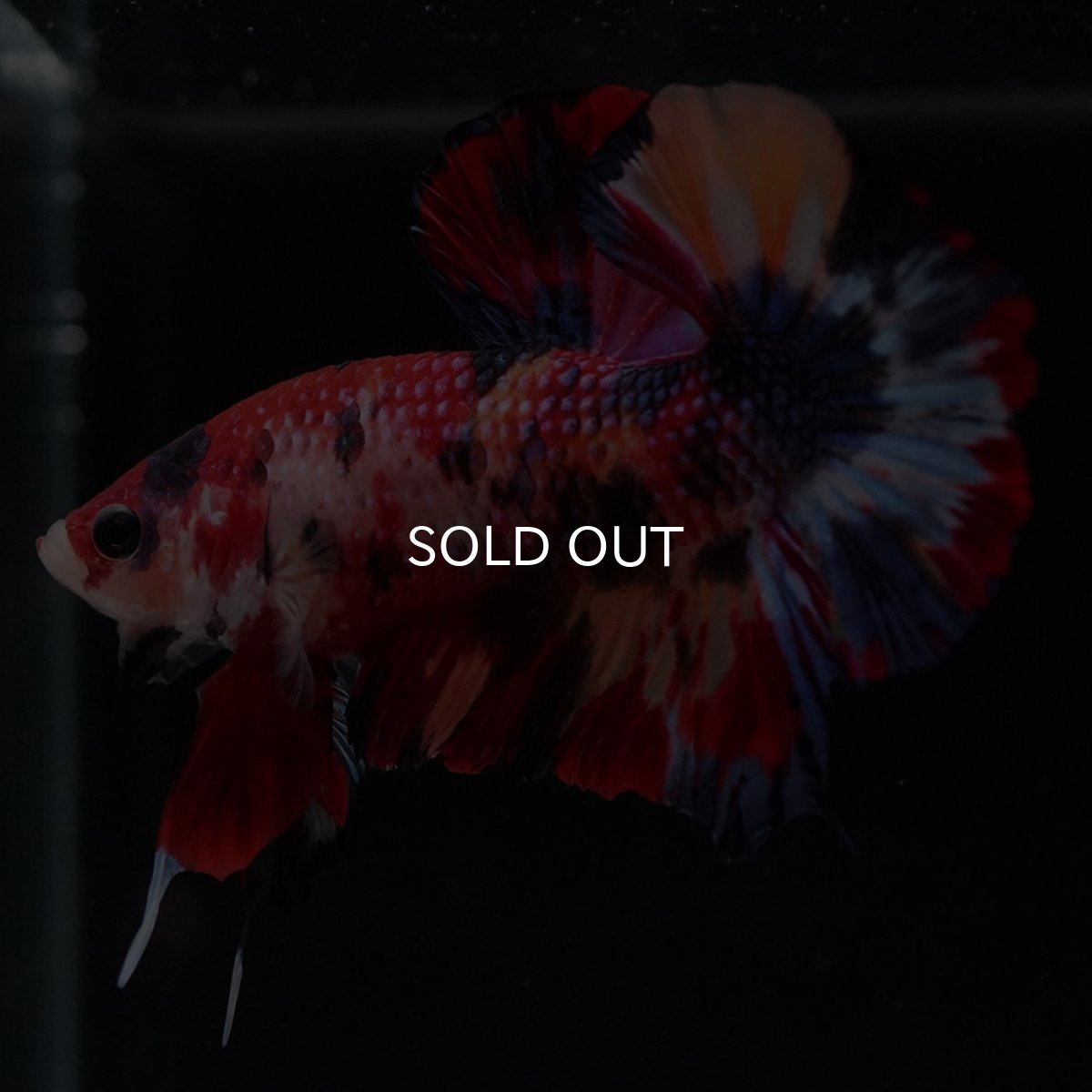 画像5: HMPK キャンディ (5)