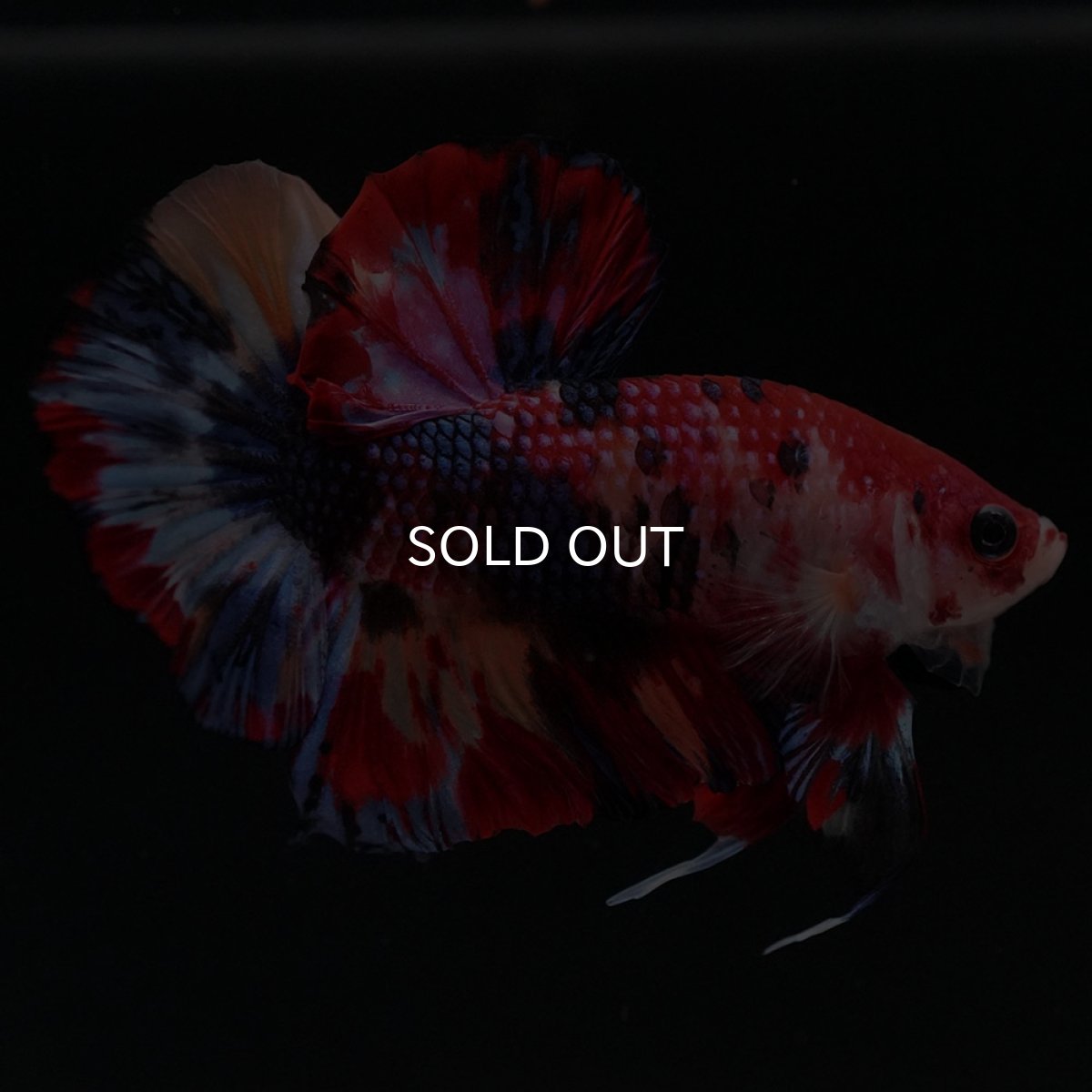 画像2: HMPK キャンディ (2)