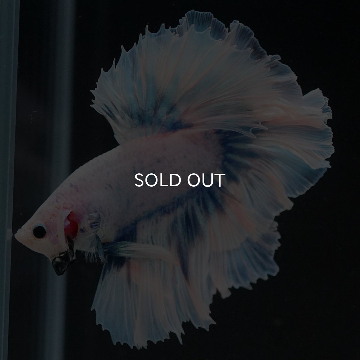 画像4: HM ファンシーブルー ローズテール (4)