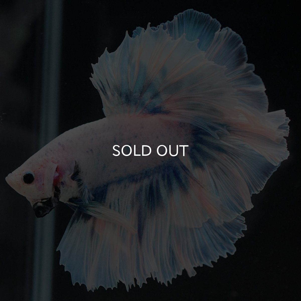 画像6: HM ファンシーブルー ローズテール (6)