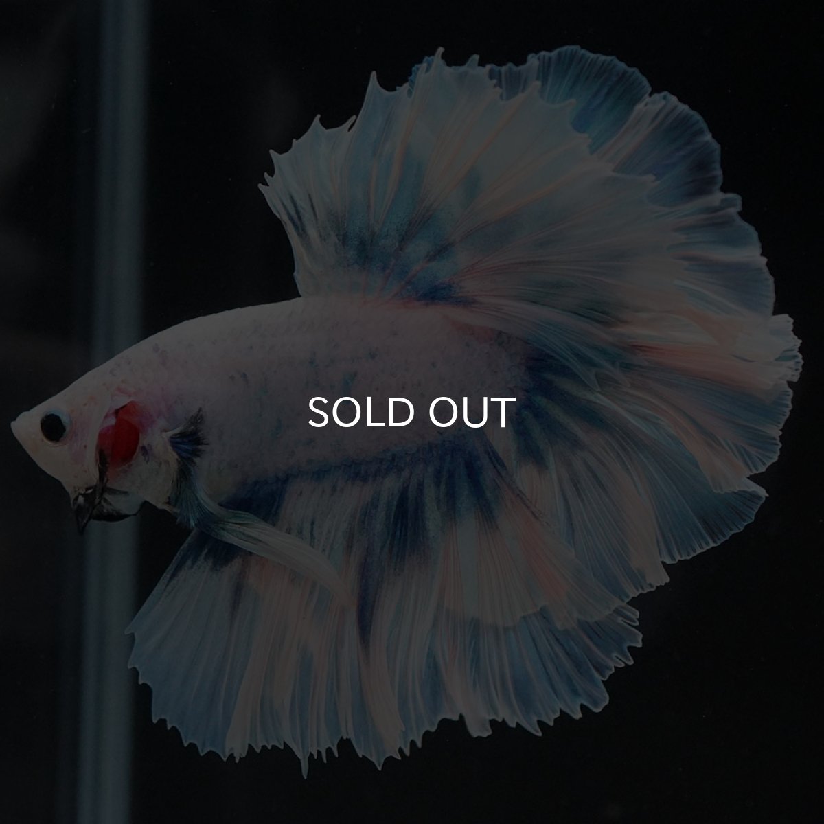 画像2: HM ファンシーブルー ローズテール (2)