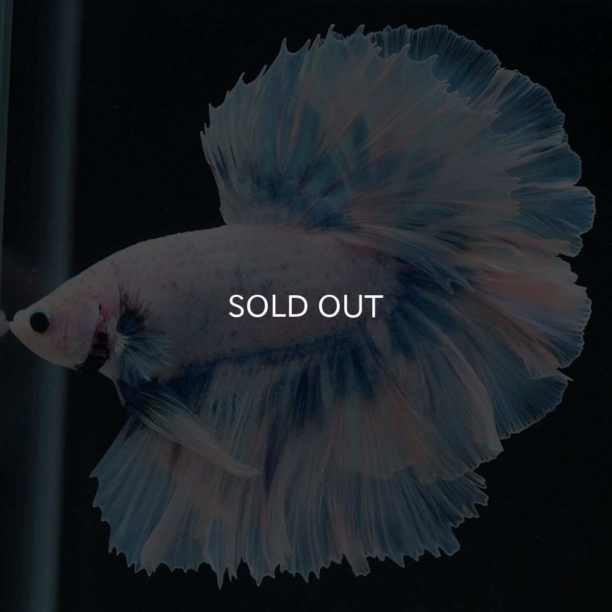 画像9: HM ファンシーブルー ローズテール (9)