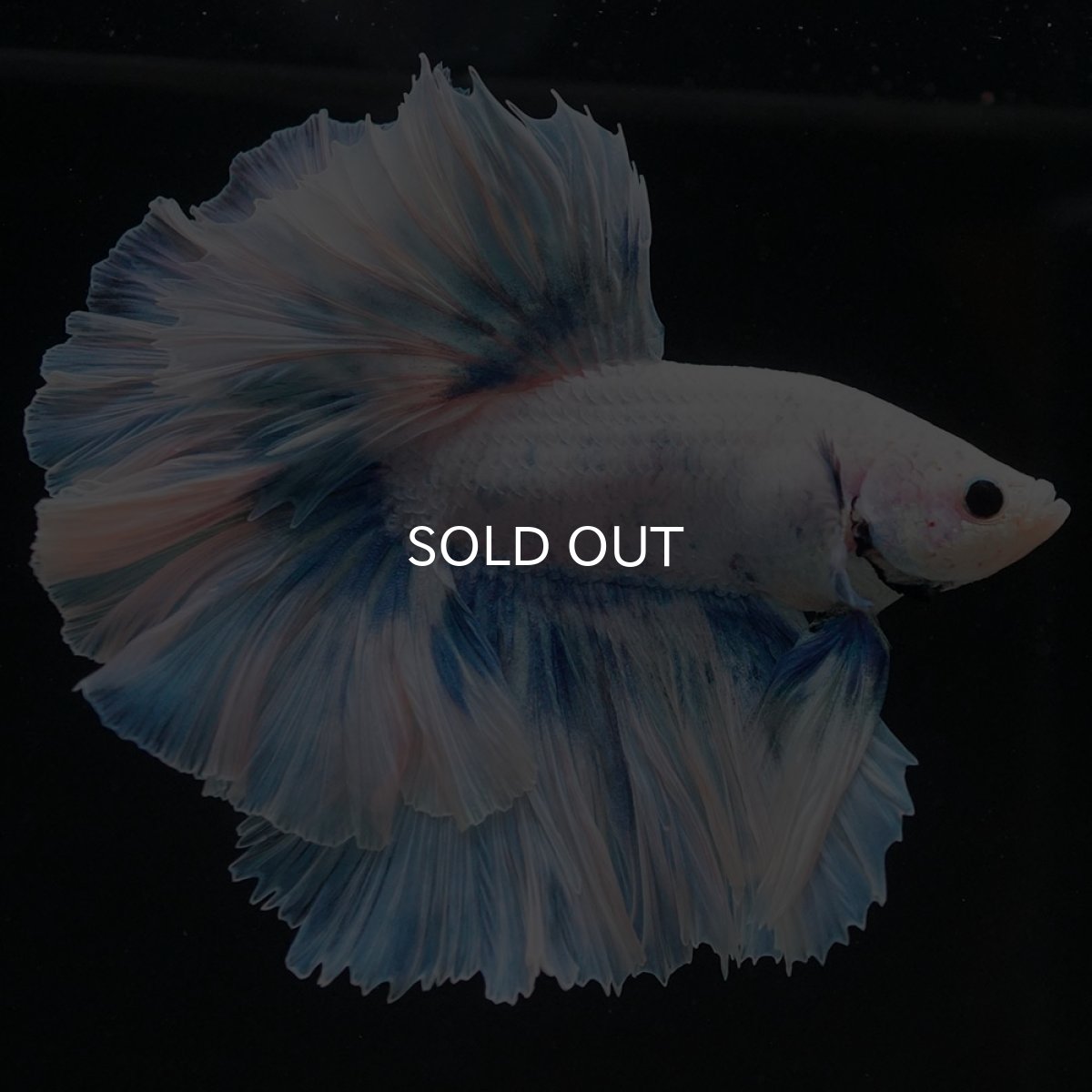 画像8: HM ファンシーブルー ローズテール (8)