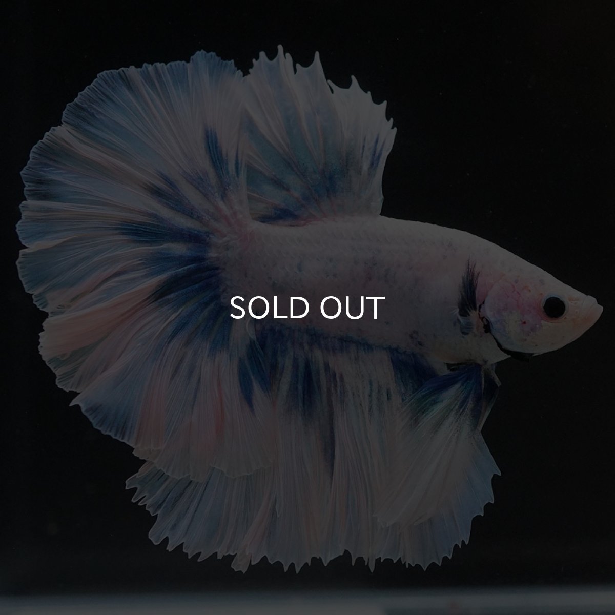 画像7: HM ファンシーブルー ローズテール (7)