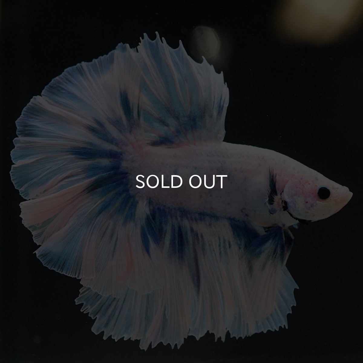 画像5: HM ファンシーブルー ローズテール (5)