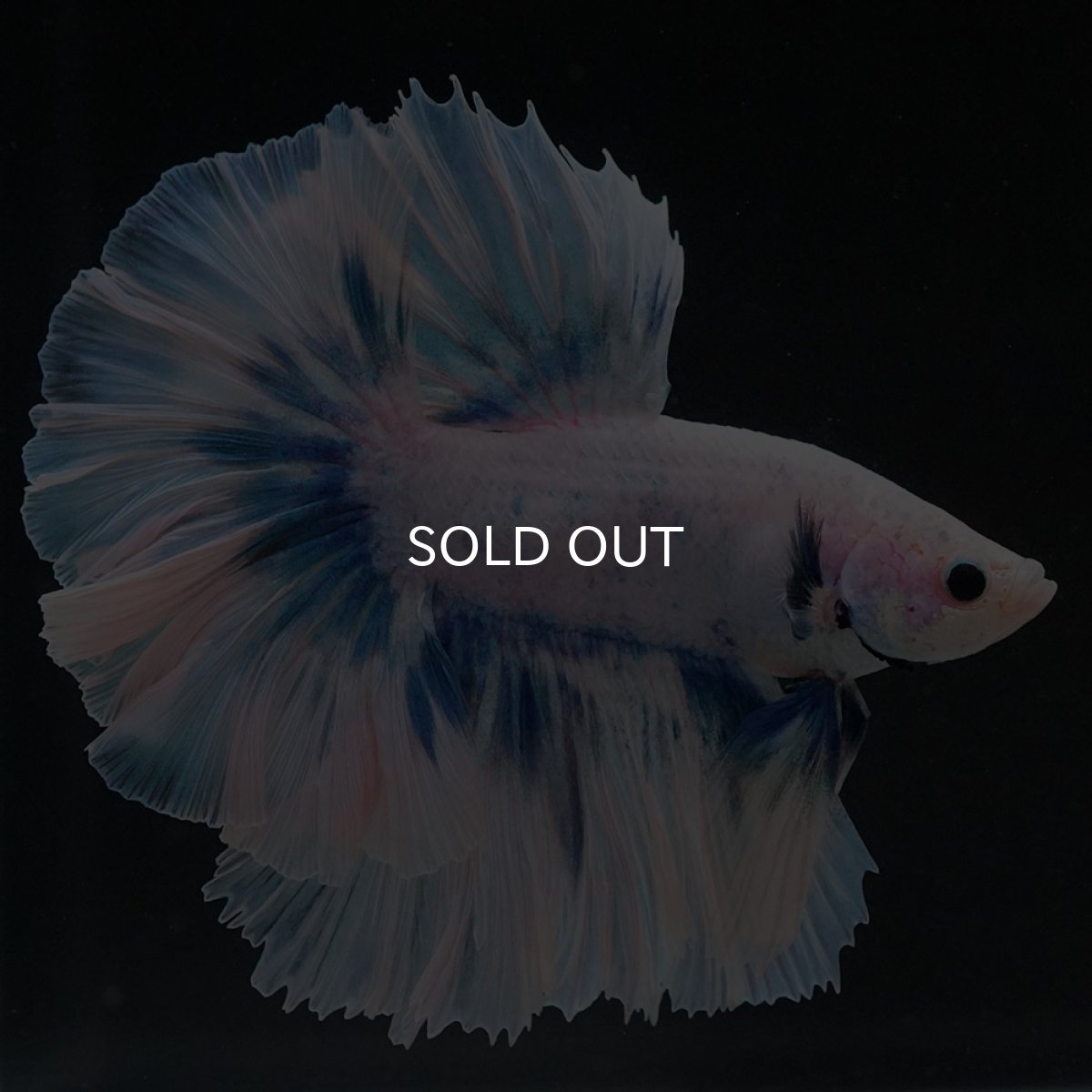 画像3: HM ファンシーブルー ローズテール (3)