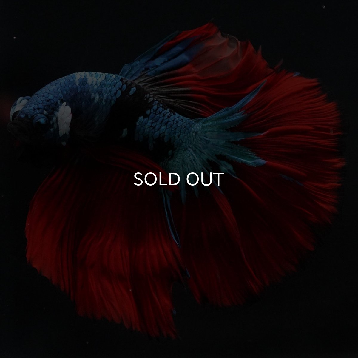 画像11: HM　ブラックスター (11)