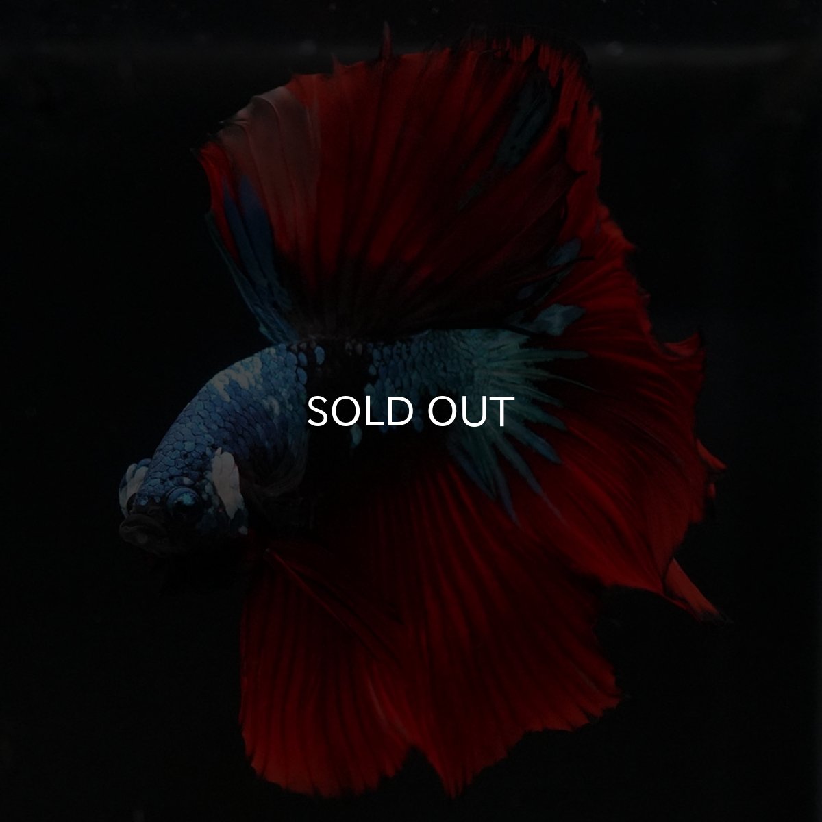 画像10: HM　ブラックスター (10)