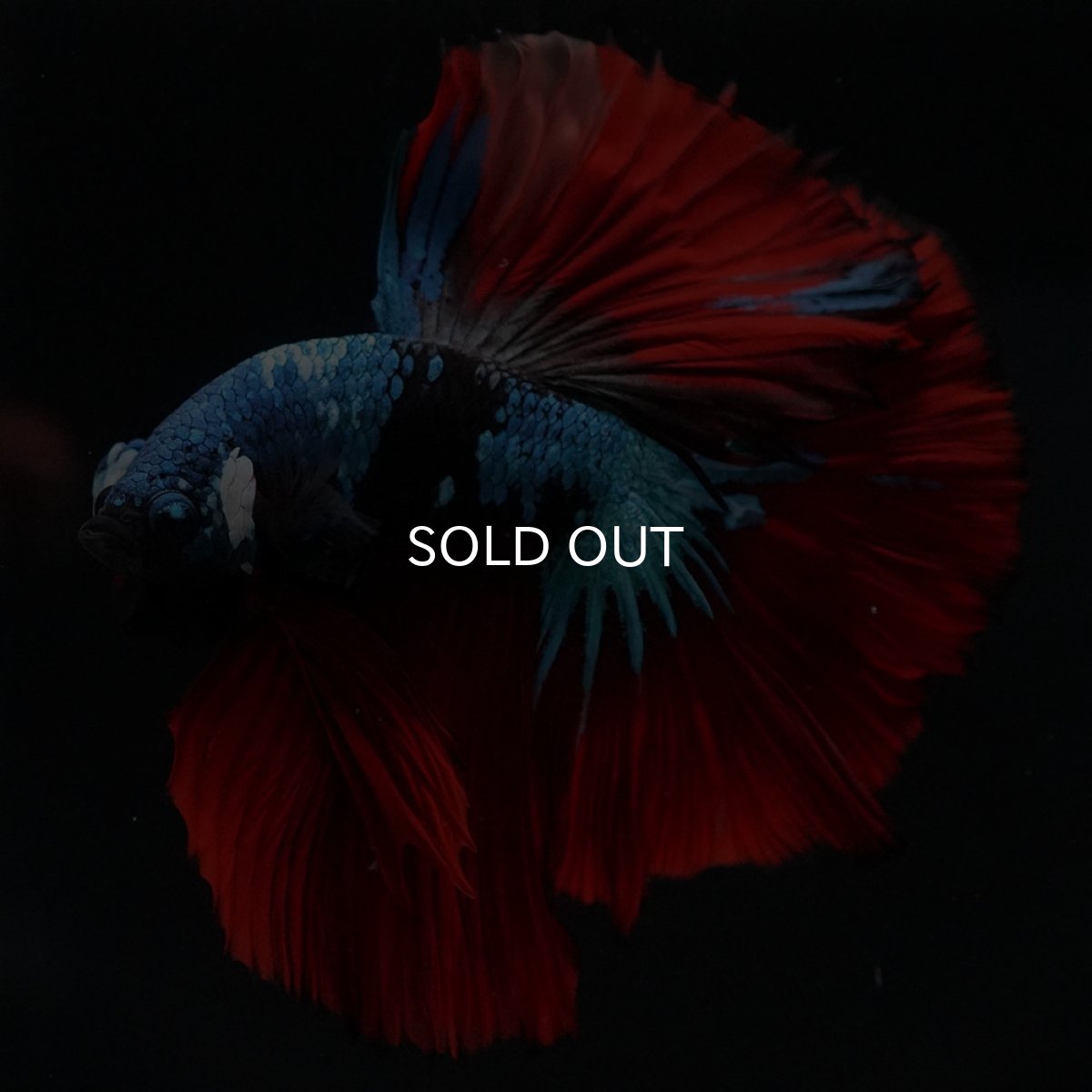 画像9: HM　ブラックスター (9)