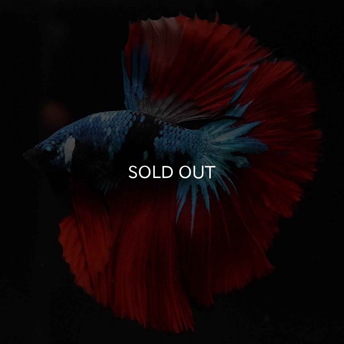 画像6: HM　ブラックスター (6)