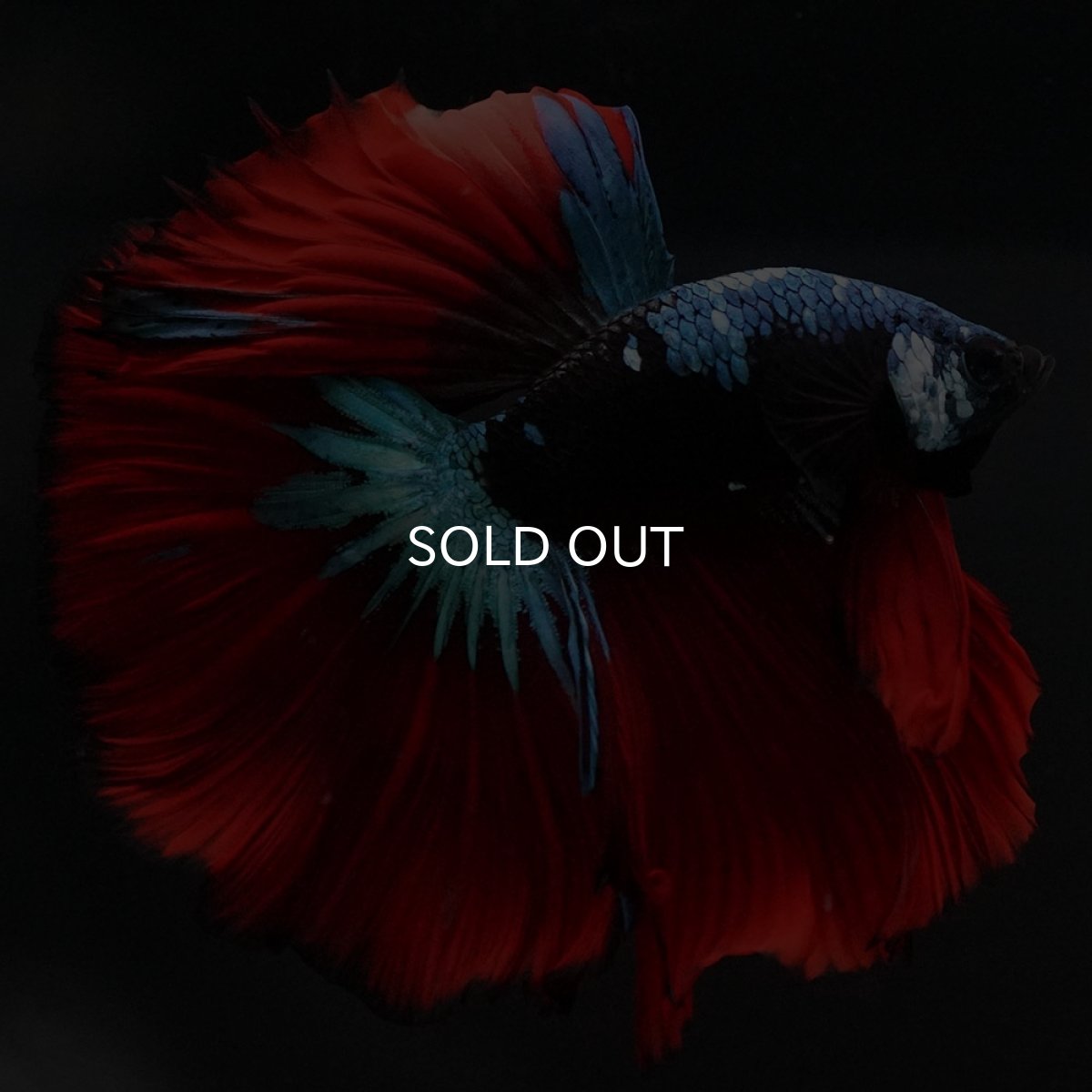 画像3: HM　ブラックスター (3)