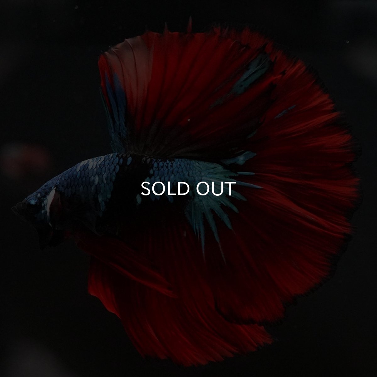 画像2: HM　ブラックスター (2)