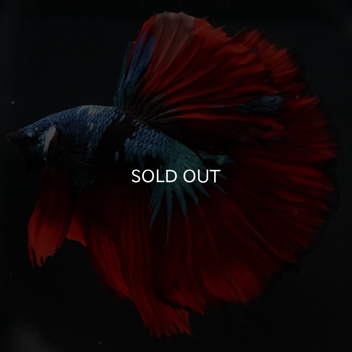 画像4: HM　ブラックスター (4)