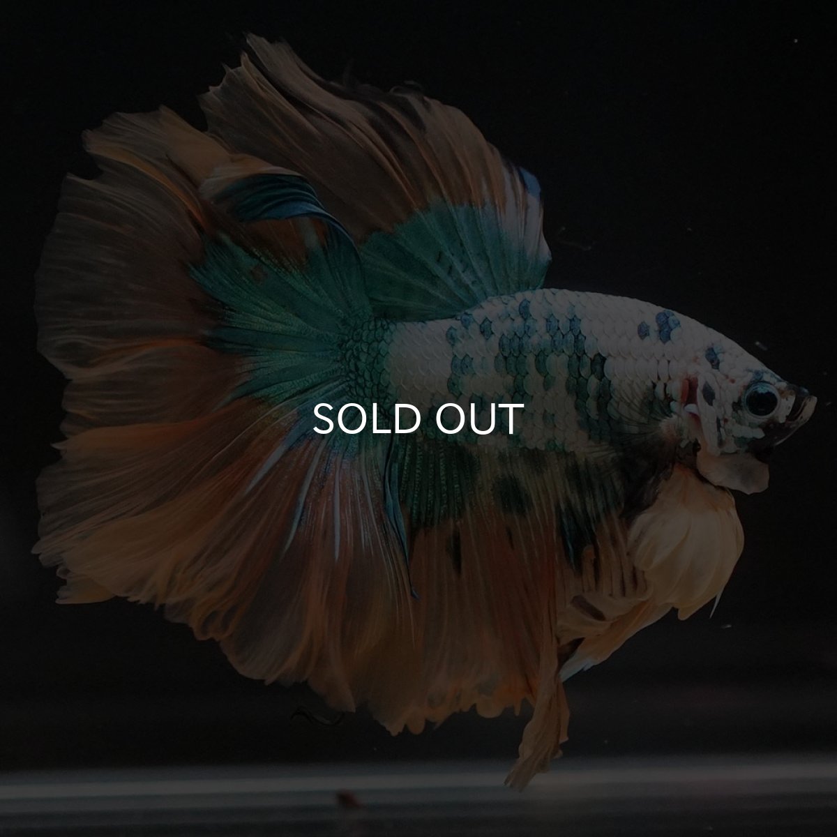 画像3: HM ホワイトブルーファンシー (3)