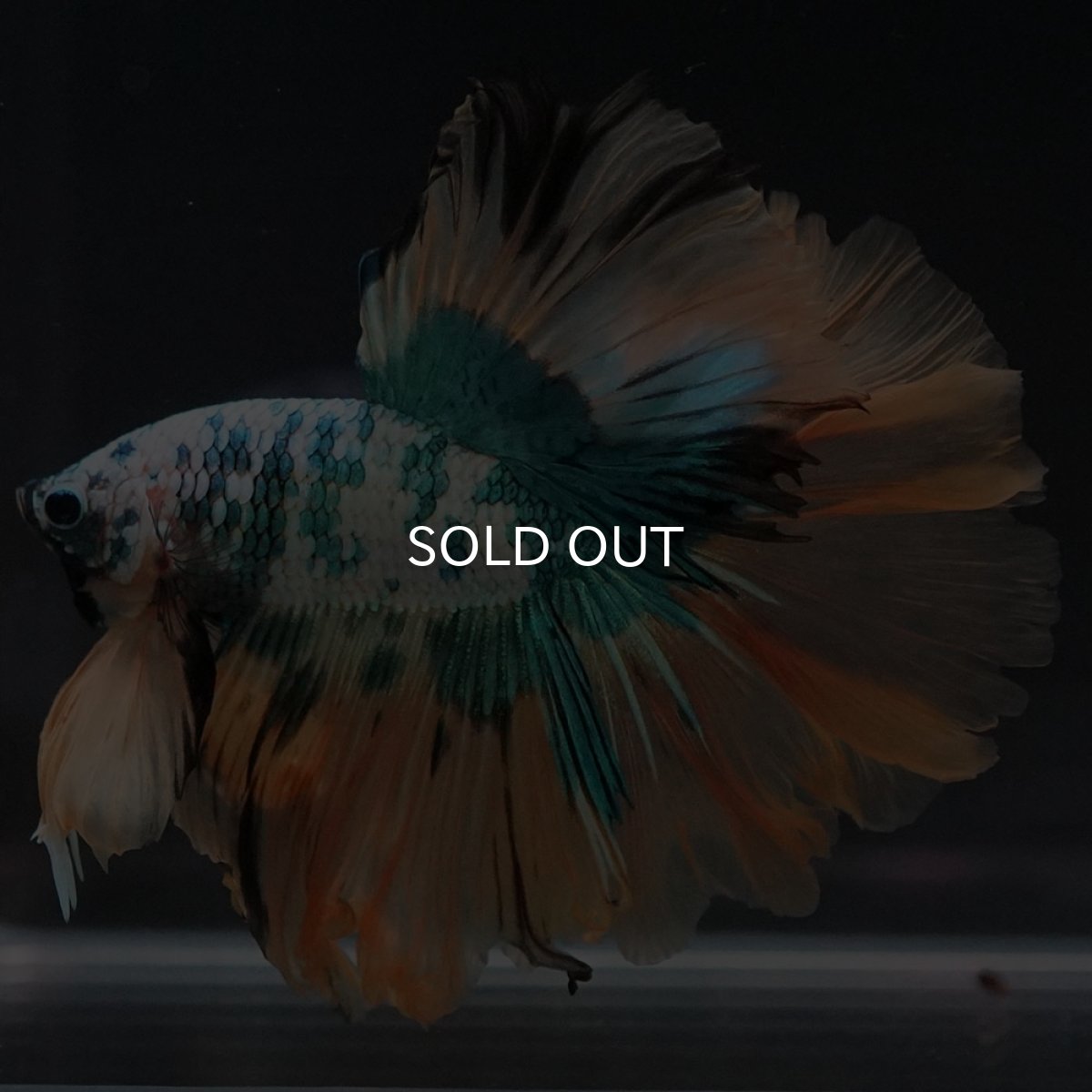 画像4: HM ホワイトブルーファンシー (4)