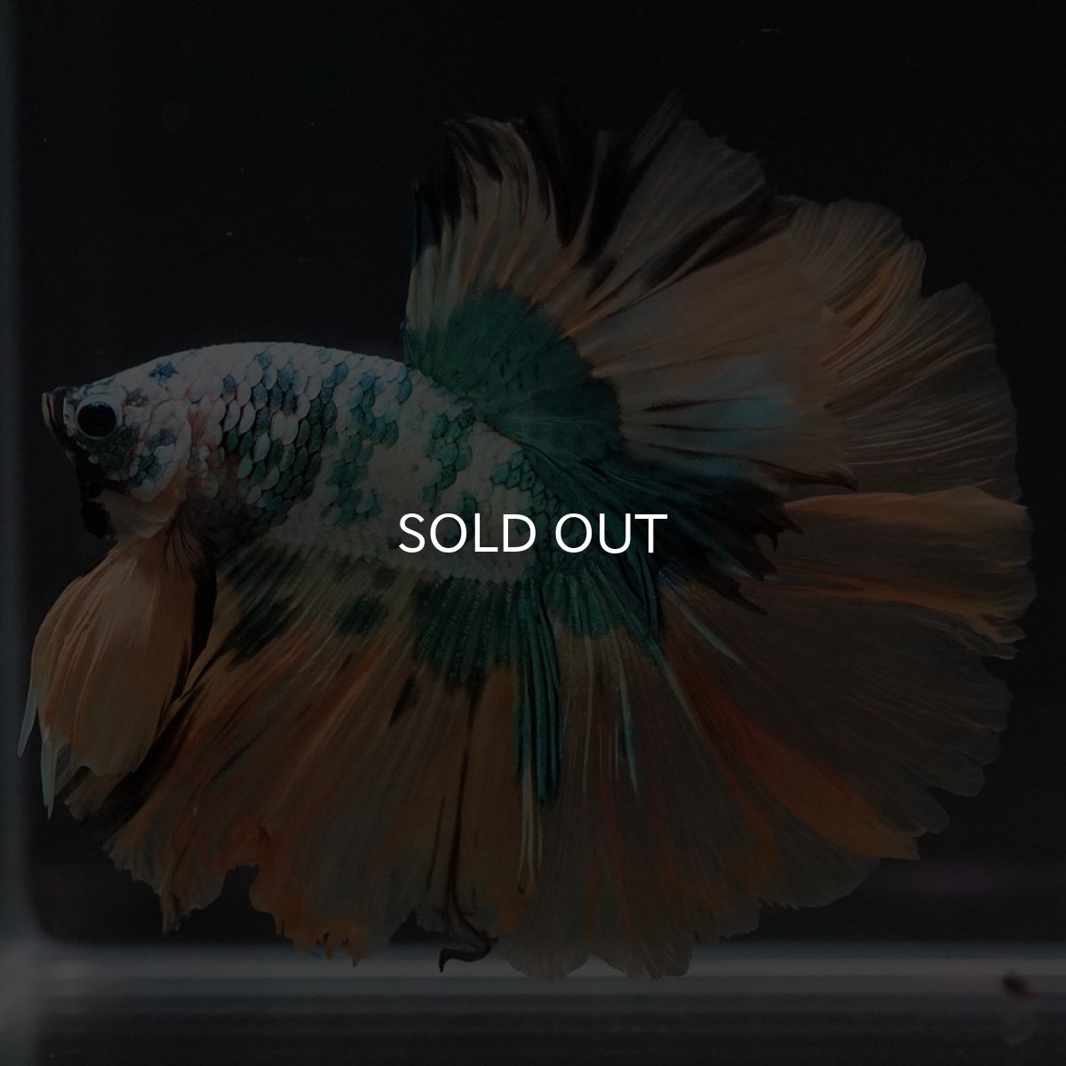 画像9: HM ホワイトブルーファンシー (9)