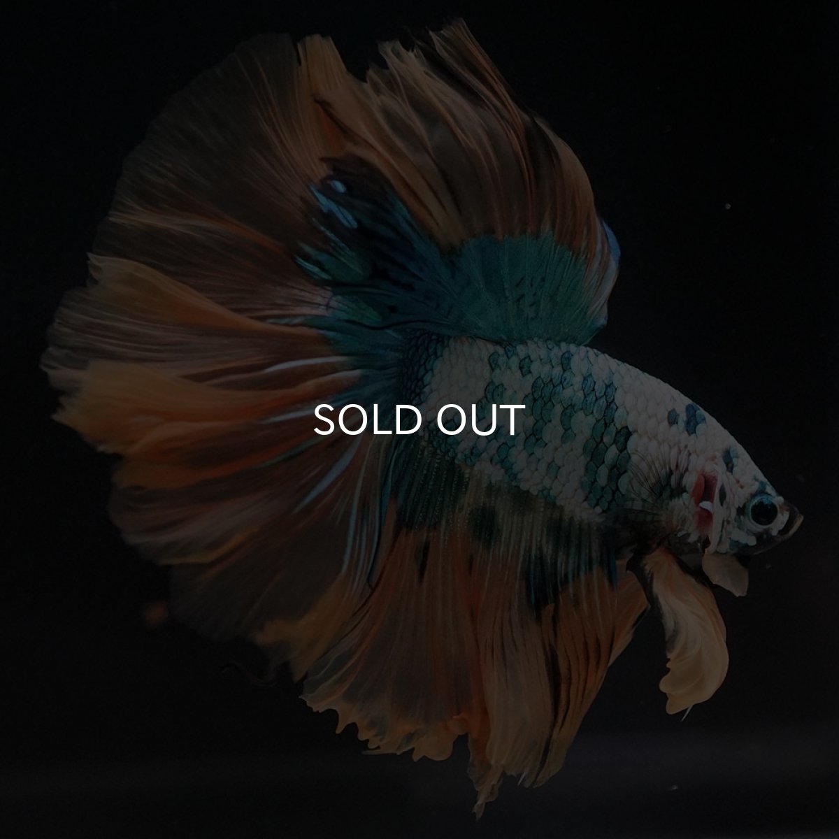 画像7: HM ホワイトブルーファンシー (7)