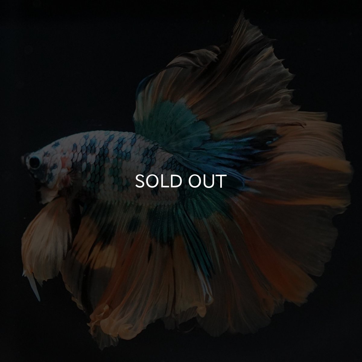 画像2: HM ホワイトブルーファンシー (2)