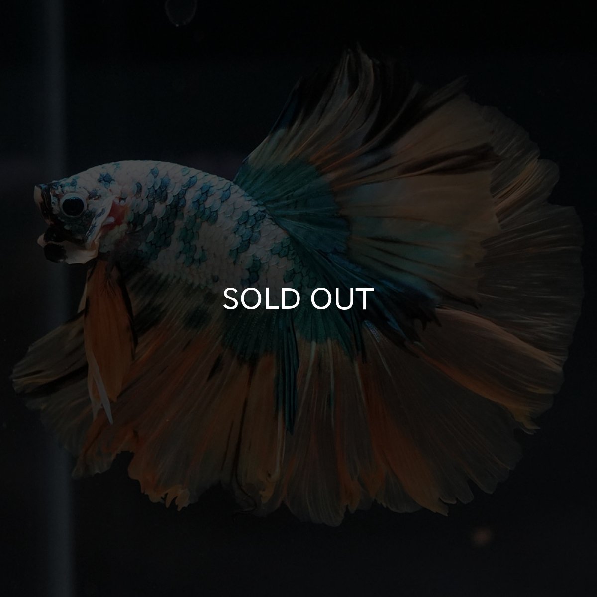 画像8: HM ホワイトブルーファンシー (8)