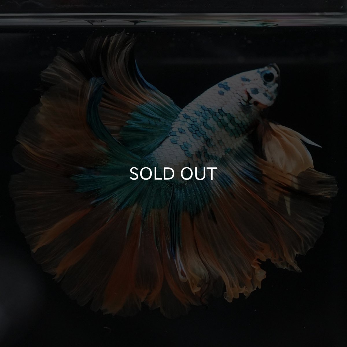 画像5: HM ホワイトブルーファンシー (5)