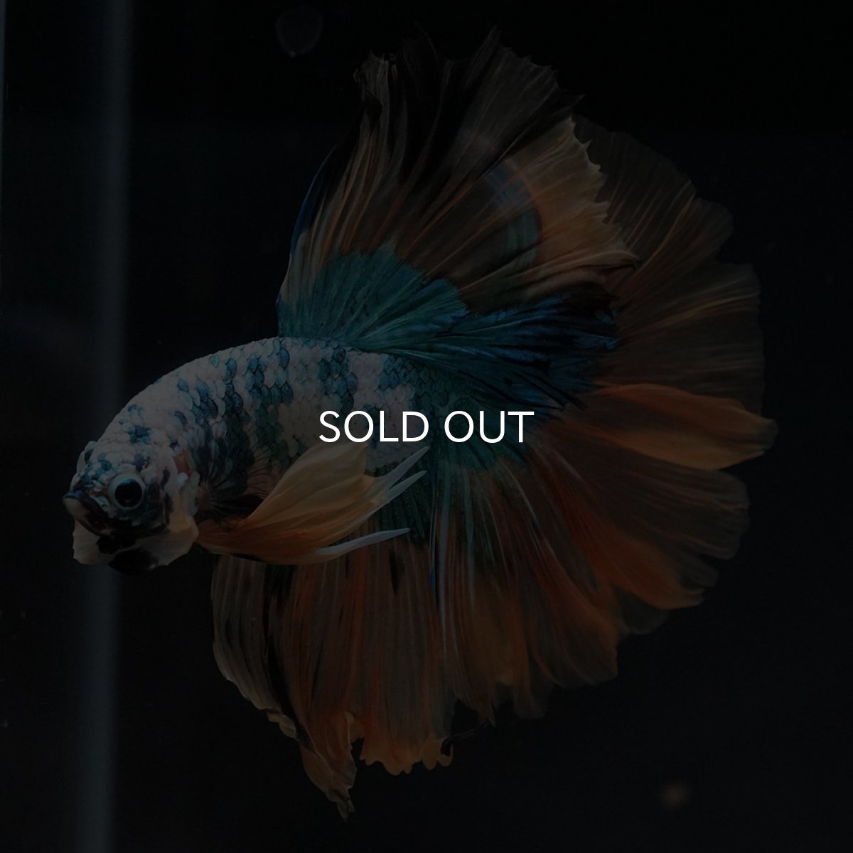 画像6: HM ホワイトブルーファンシー (6)