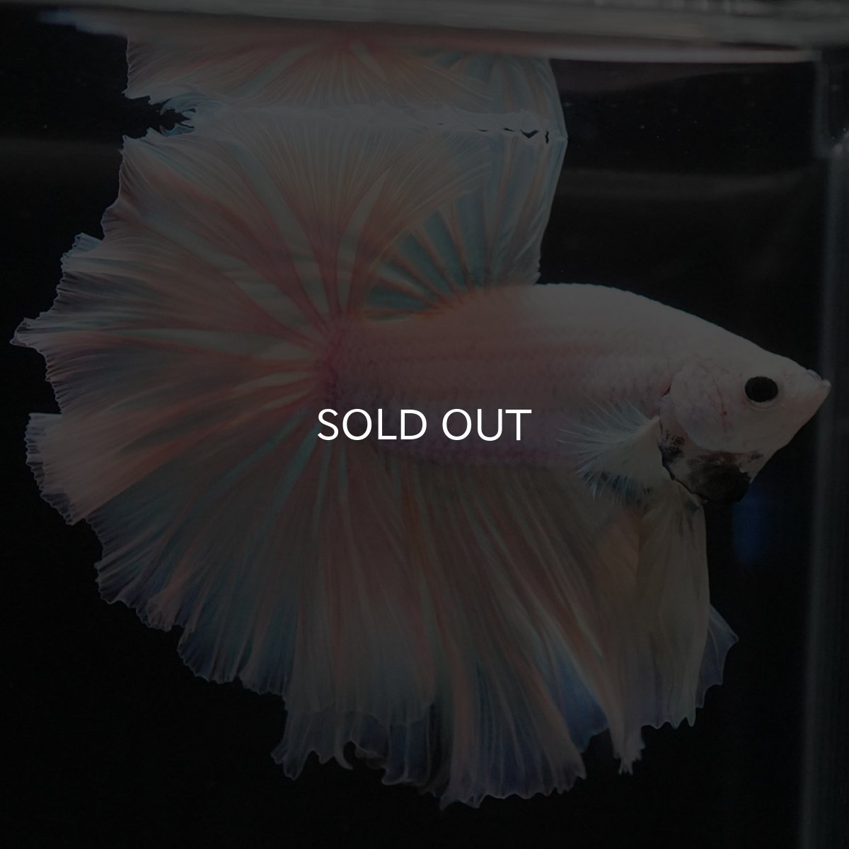 画像9: HM ファンシーイエロー ローズテール (9)