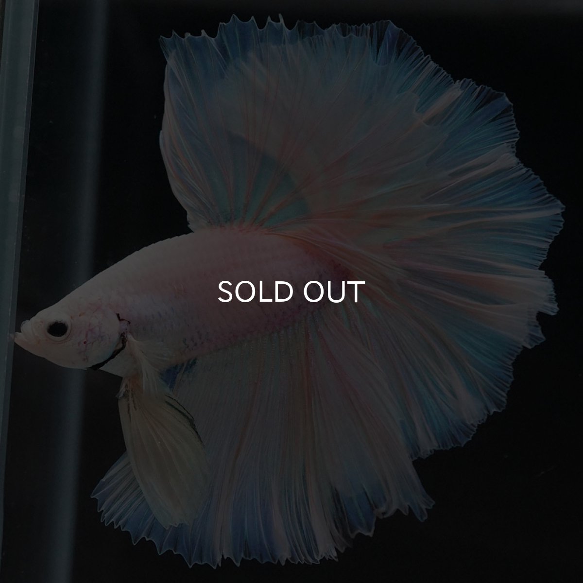 画像8: HM ファンシーイエロー ローズテール (8)