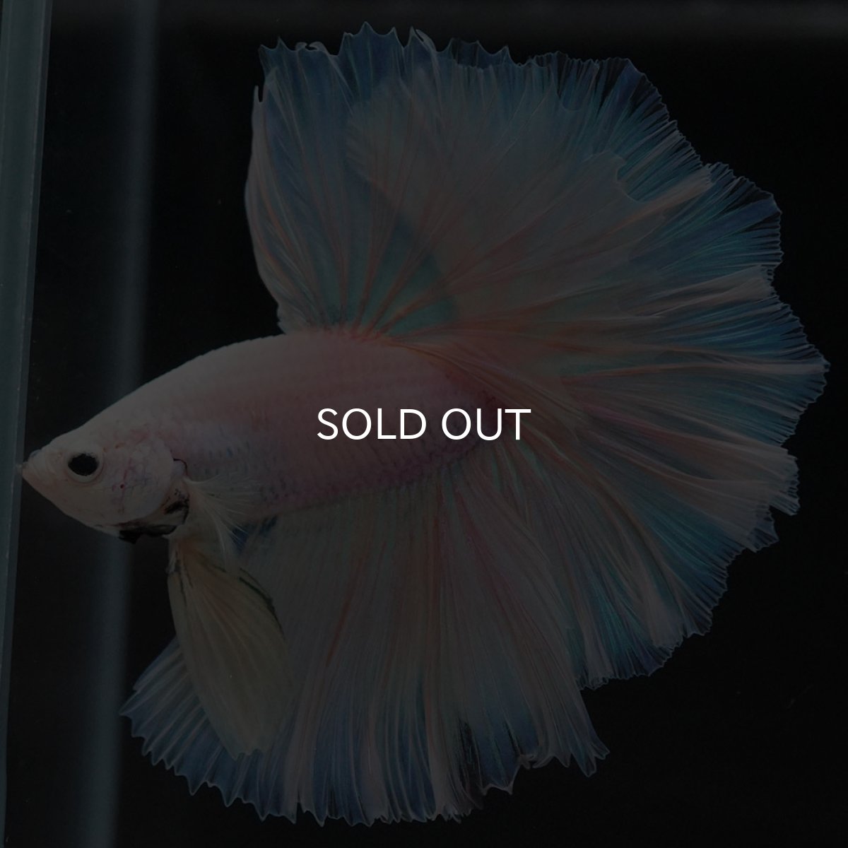 画像6: HM ファンシーイエロー ローズテール (6)