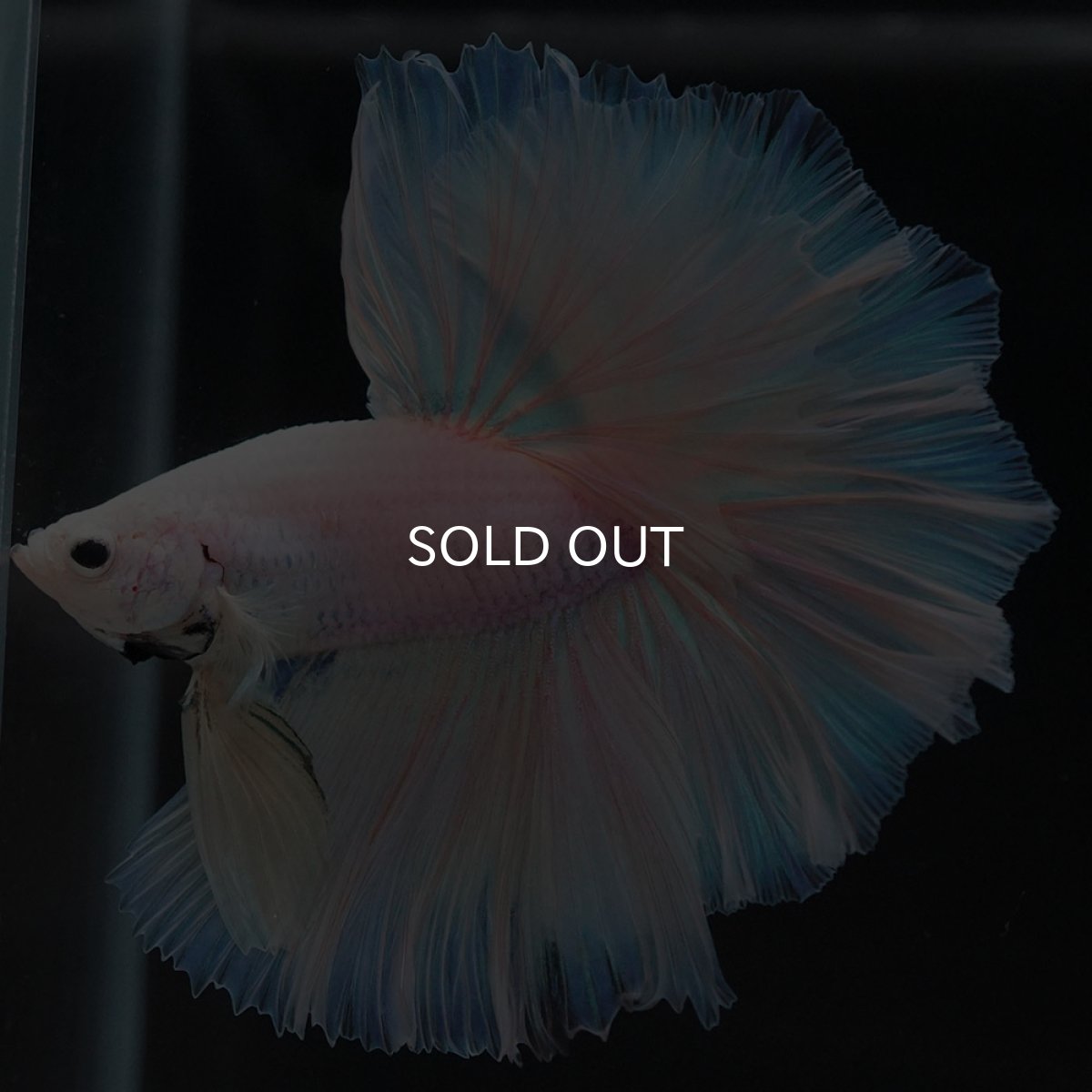 画像4: HM ファンシーイエロー ローズテール (4)