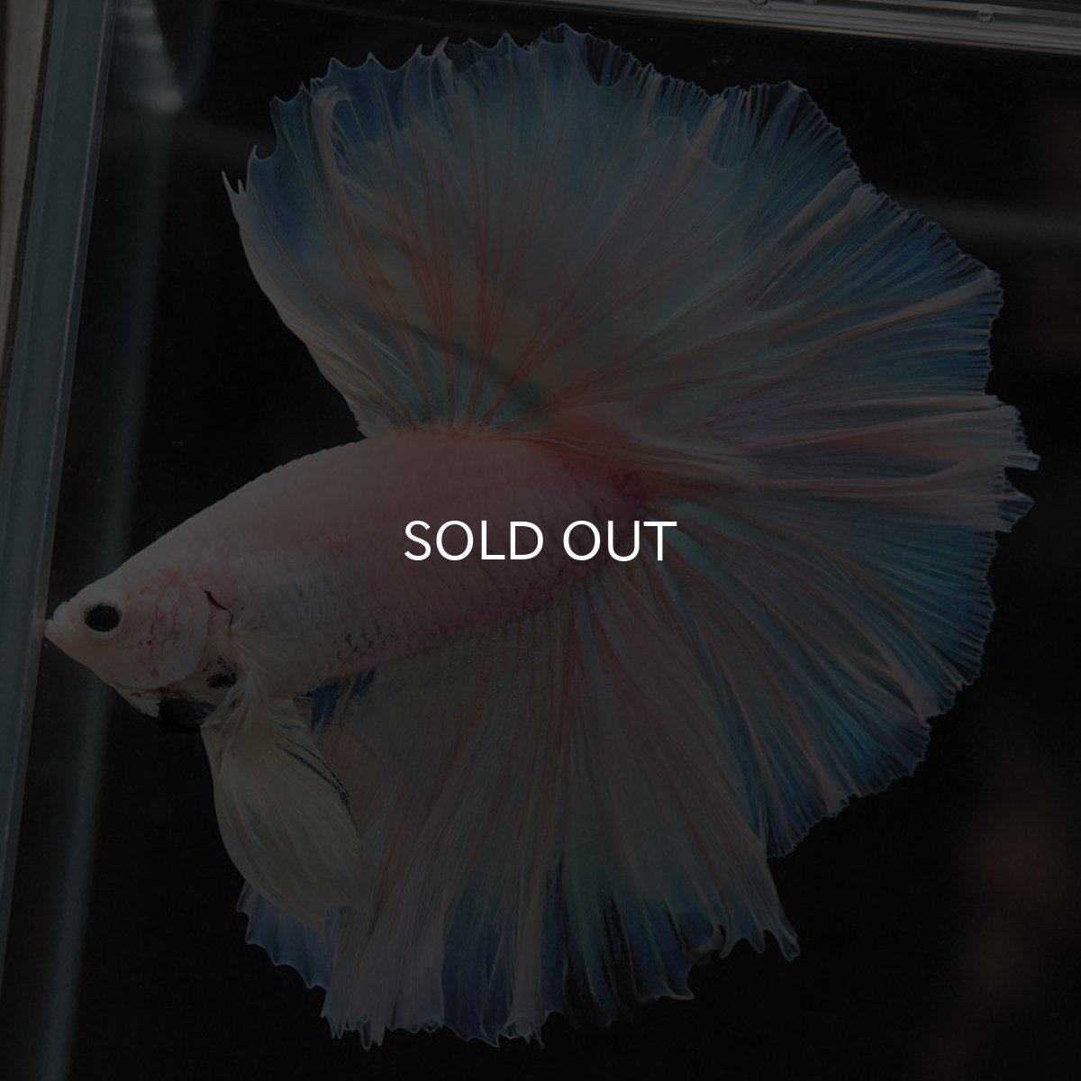 画像2: HM ファンシーイエロー ローズテール (2)