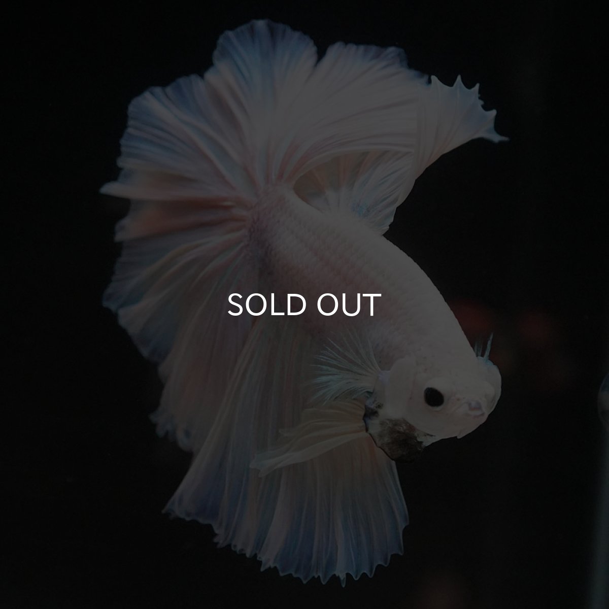 画像7: HM ファンシーイエロー ローズテール (7)