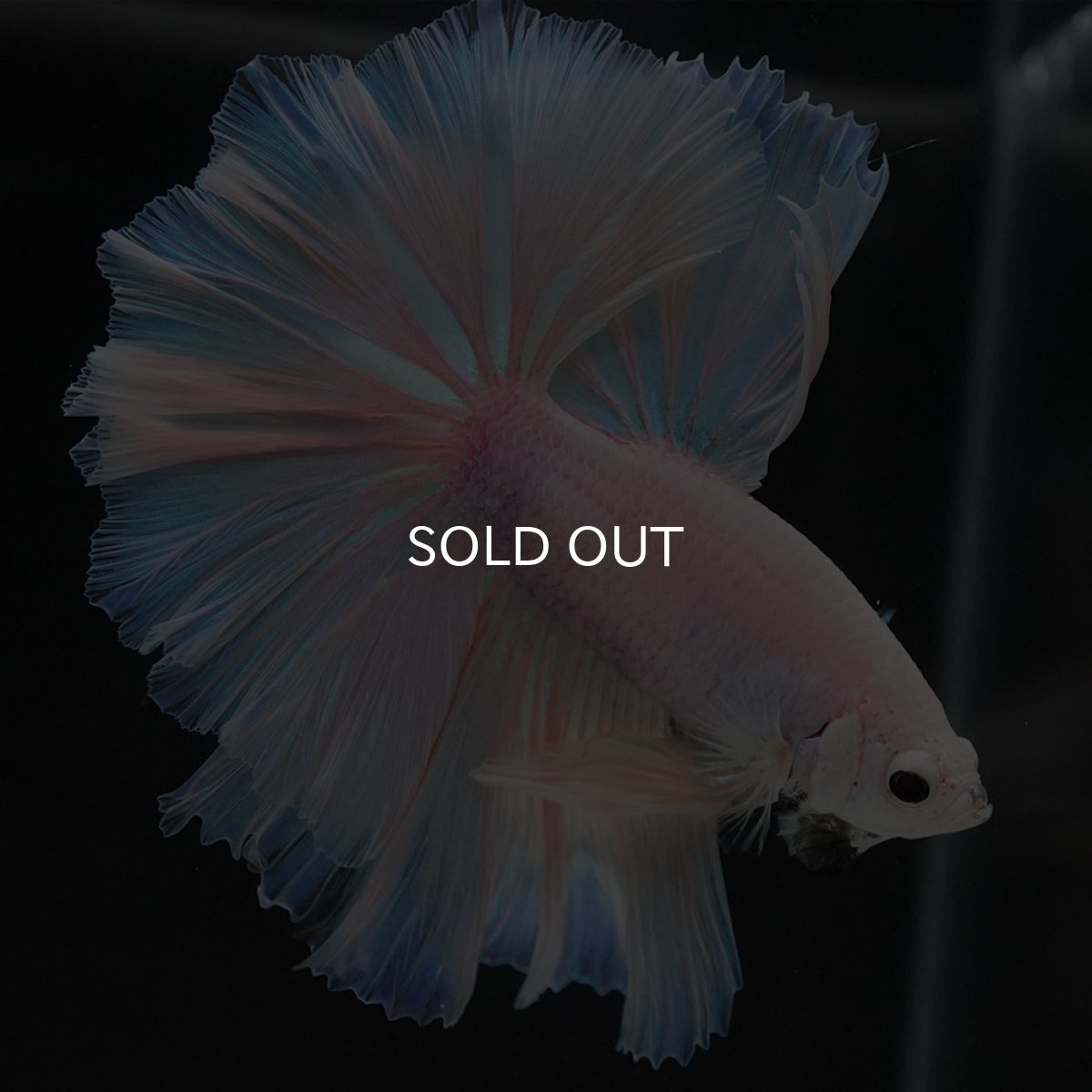 画像5: HM ファンシーイエロー ローズテール (5)