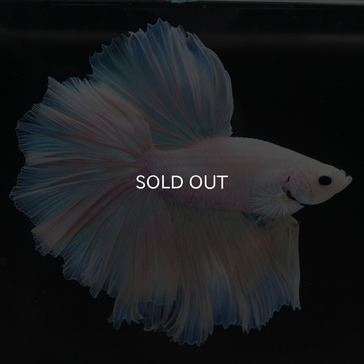 画像3: HM ファンシーイエロー ローズテール (3)