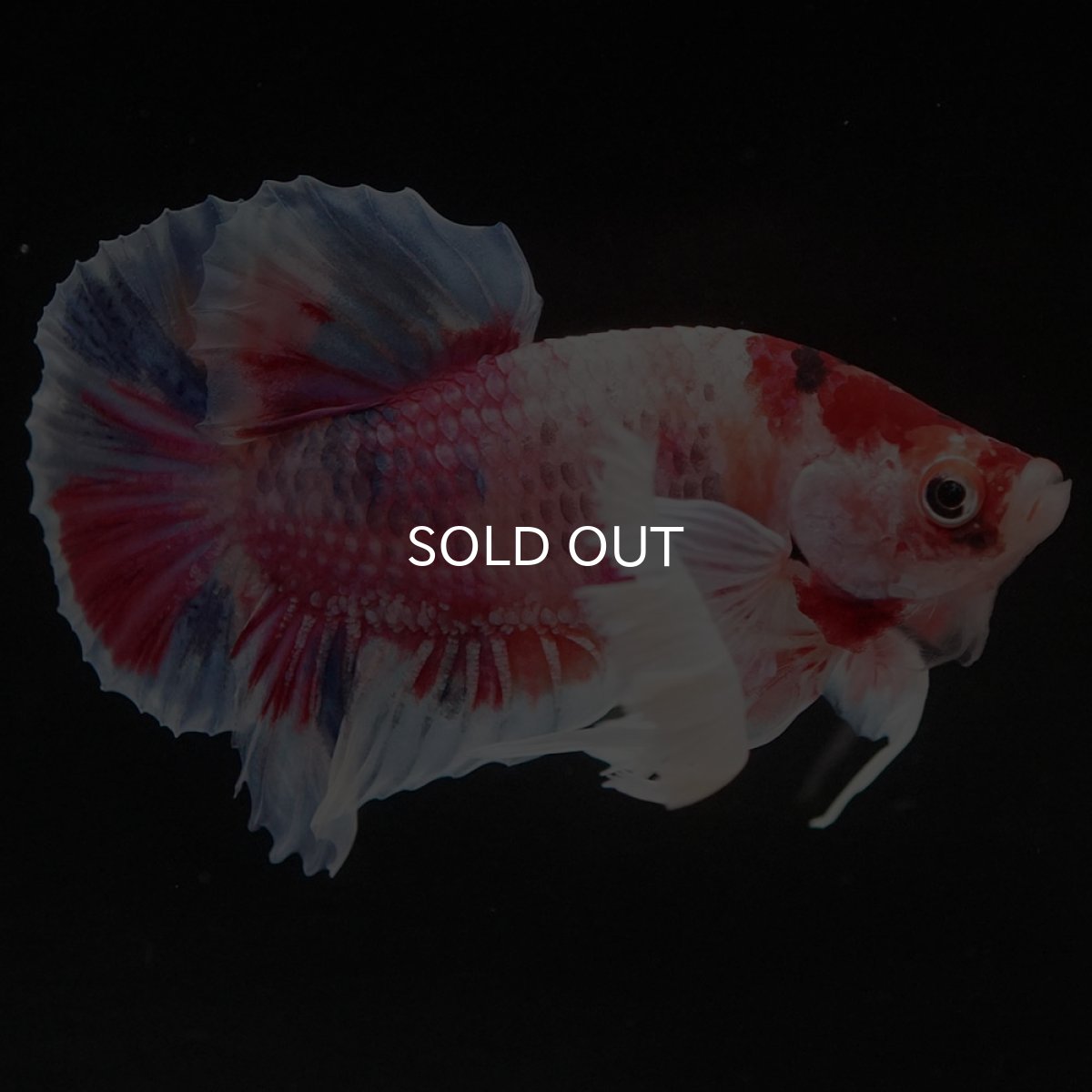 画像6: HMPKダンボ キャンディ (6)