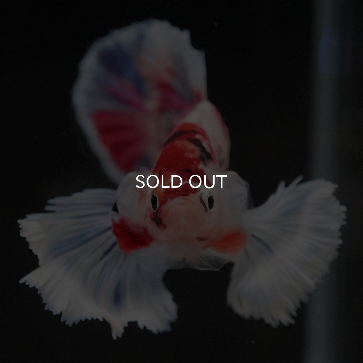 画像3: HMPKダンボ キャンディ (3)